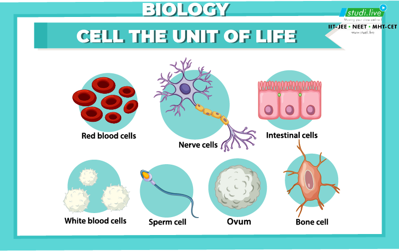 CELL THE UNIT OF LIFE