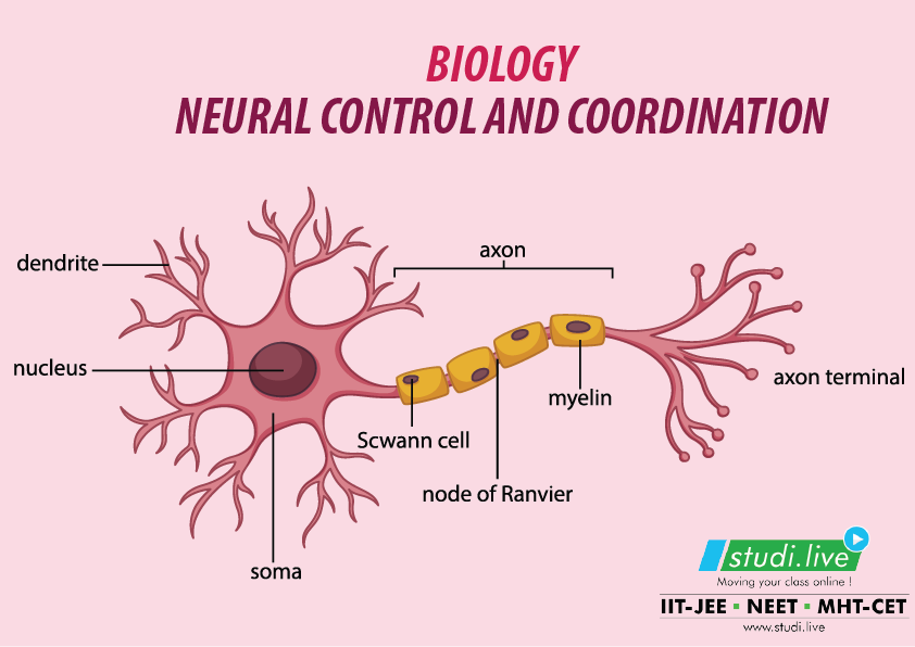NEURAL CONTROL AND COORDINATION