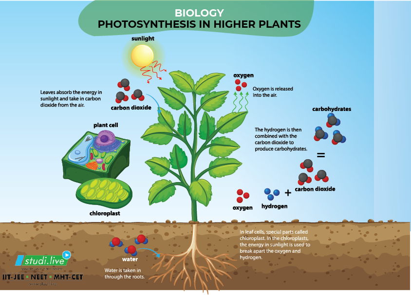 PHOTOSYNTHESIS IN HIGHER PLANTS